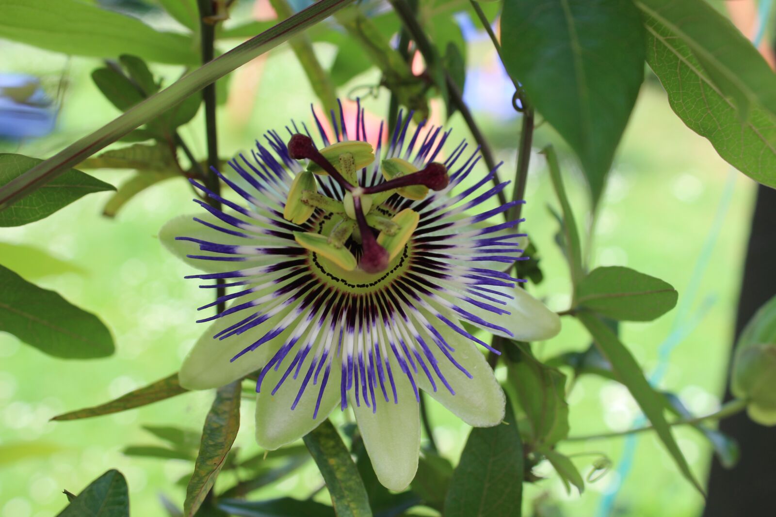 Canon EOS 700D (EOS Rebel T5i / EOS Kiss X7i) sample photo. Passion flower, purple, exotic photography