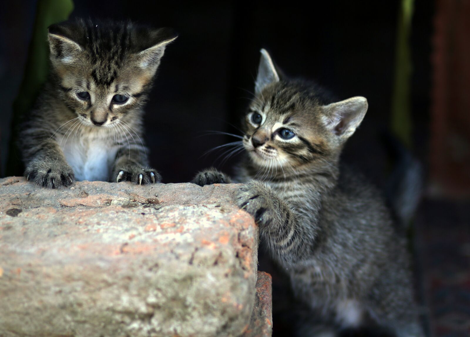 Canon EF 85mm F1.8 USM sample photo. Cat, small, playful photography