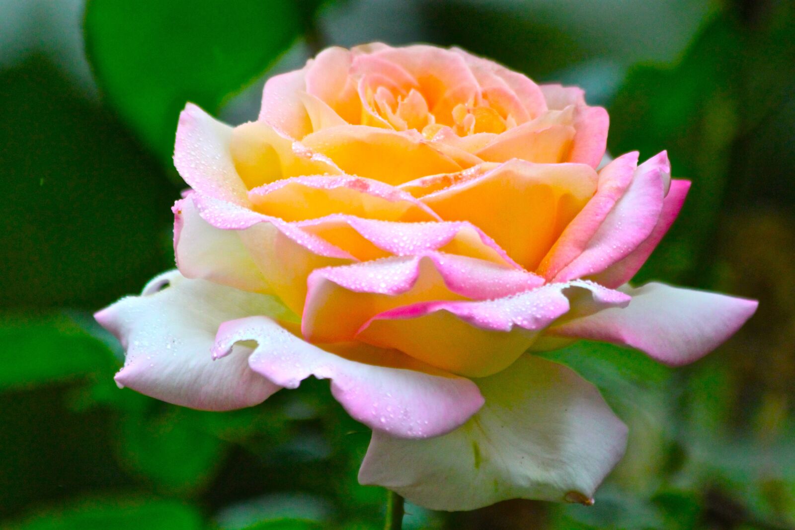 Canon EOS 500D (EOS Rebel T1i / EOS Kiss X3) sample photo. Rose, flower, flora photography