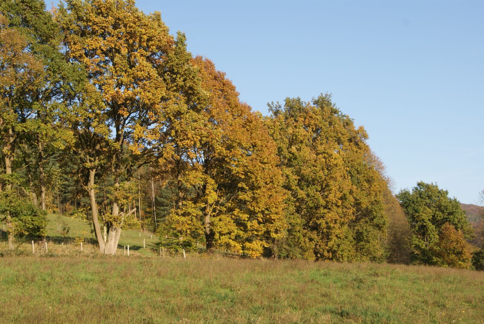 Sony Alpha DSLR-A230 sample photo. Forest, autumn, nature photography