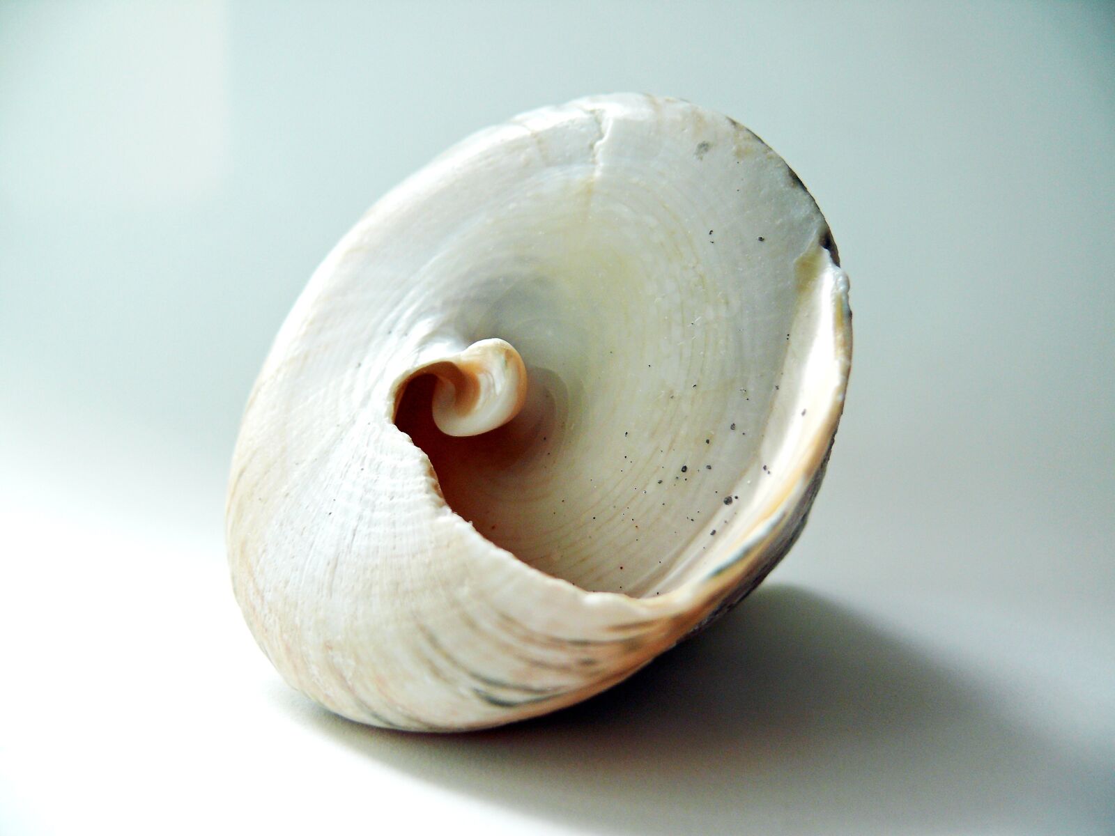 Leica V-LUX 1 sample photo. Shell, lime, seashell photography