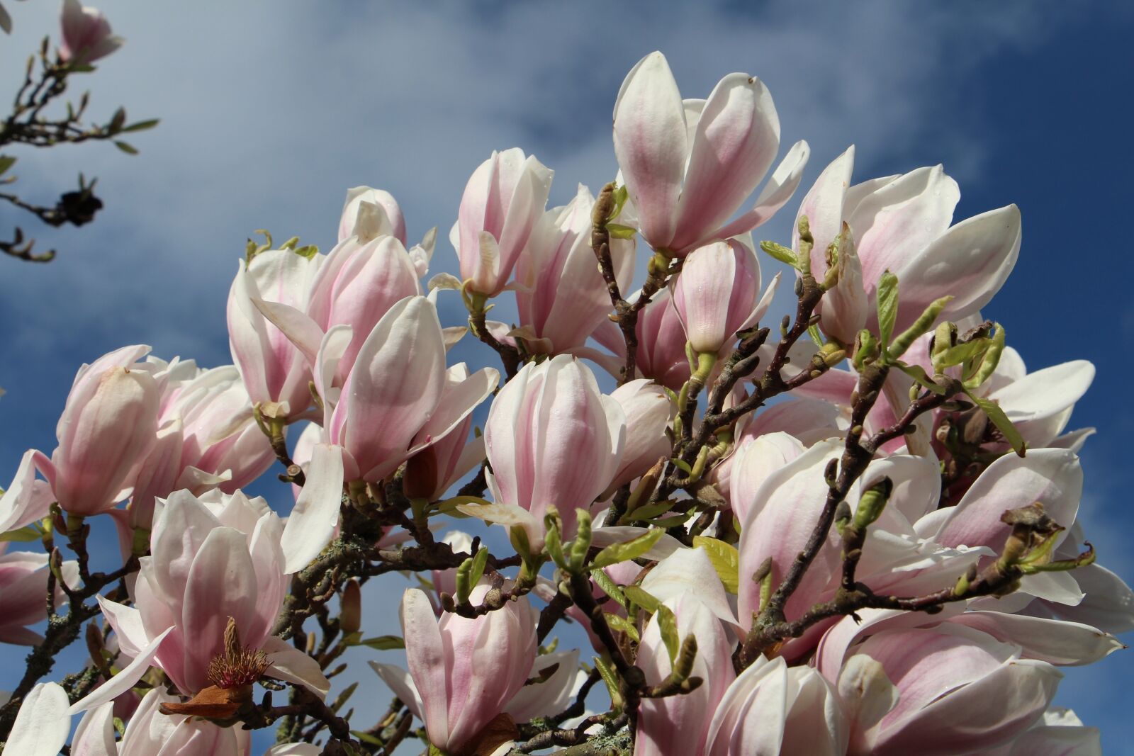 Canon EOS 700D (EOS Rebel T5i / EOS Kiss X7i) sample photo. Spring, flowers, magnolia photography