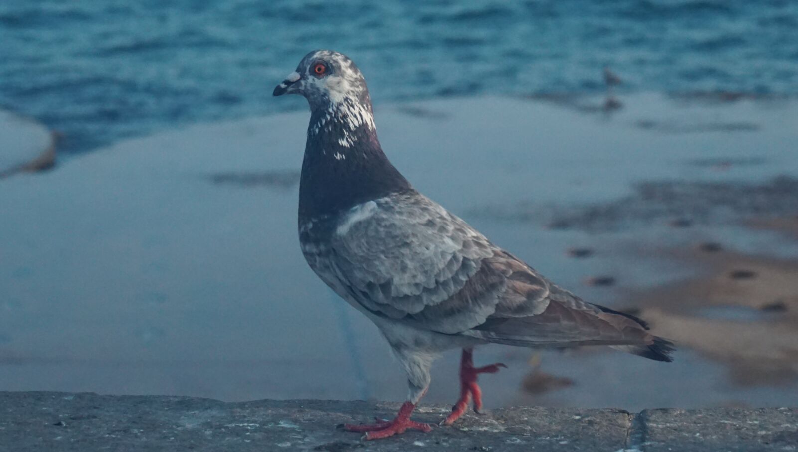 Sony a6000 sample photo. Dove, beach, park photography
