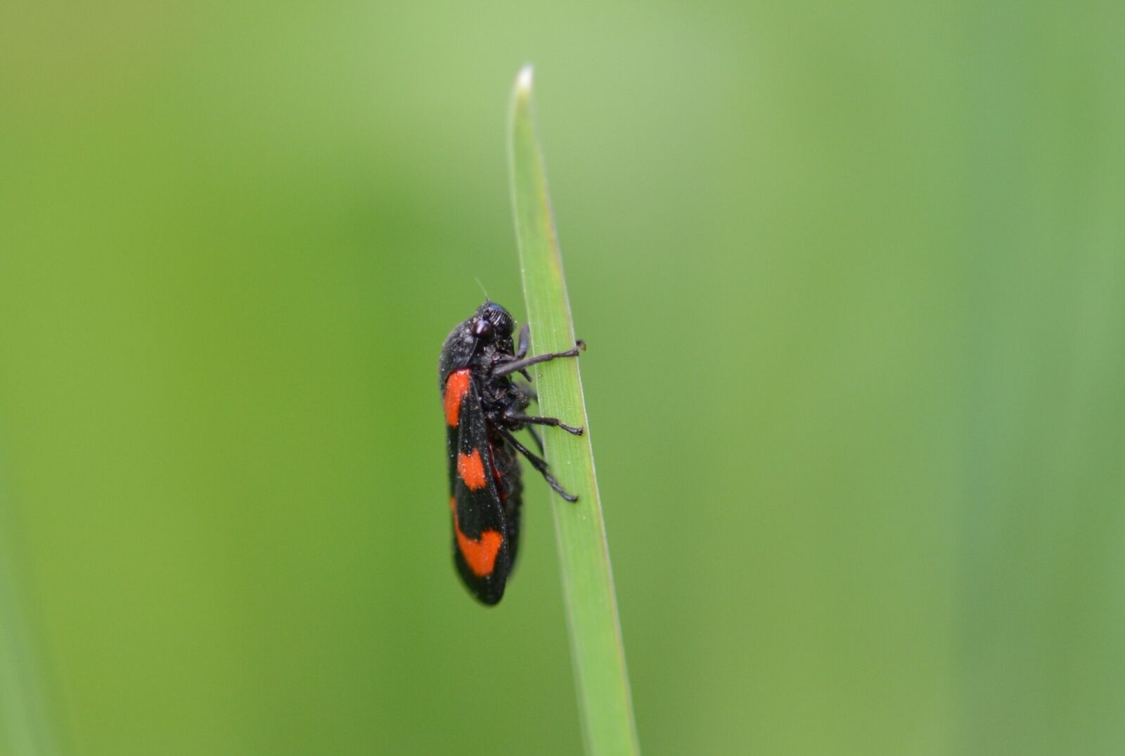 Nikon D5200 sample photo. Beetle, halm, insect photography