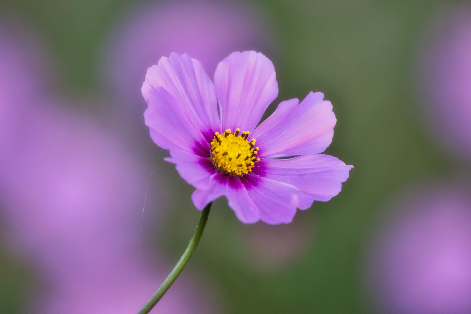 Canon EOS 200D (EOS Rebel SL2 / EOS Kiss X9) + Canon EF 70-200mm F4L IS USM sample photo. Cosmos, cosmea, beauty photography