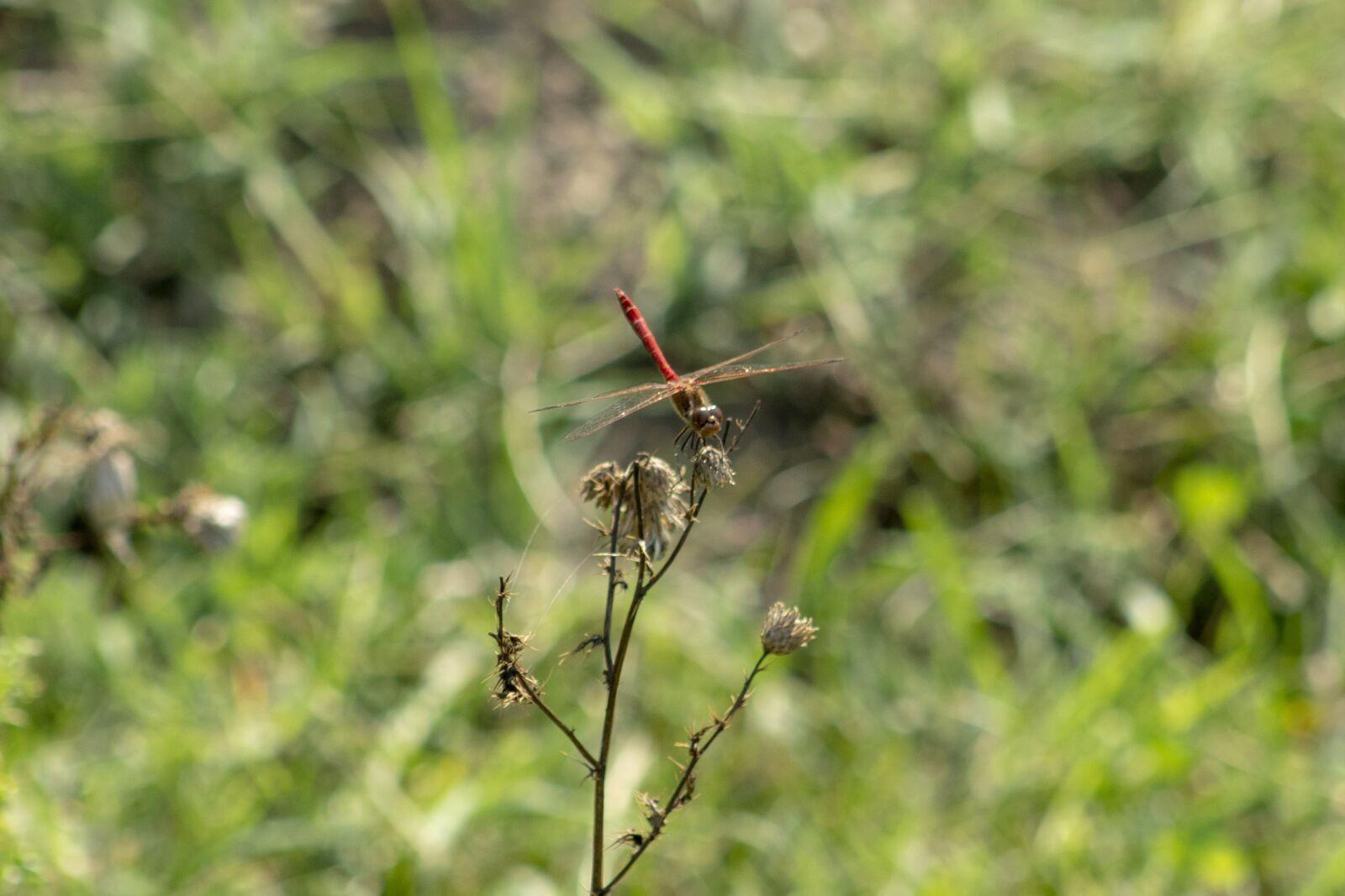 Canon EF75-300mm f/4-5.6 sample photo. Dragonfly, insect, macro photography