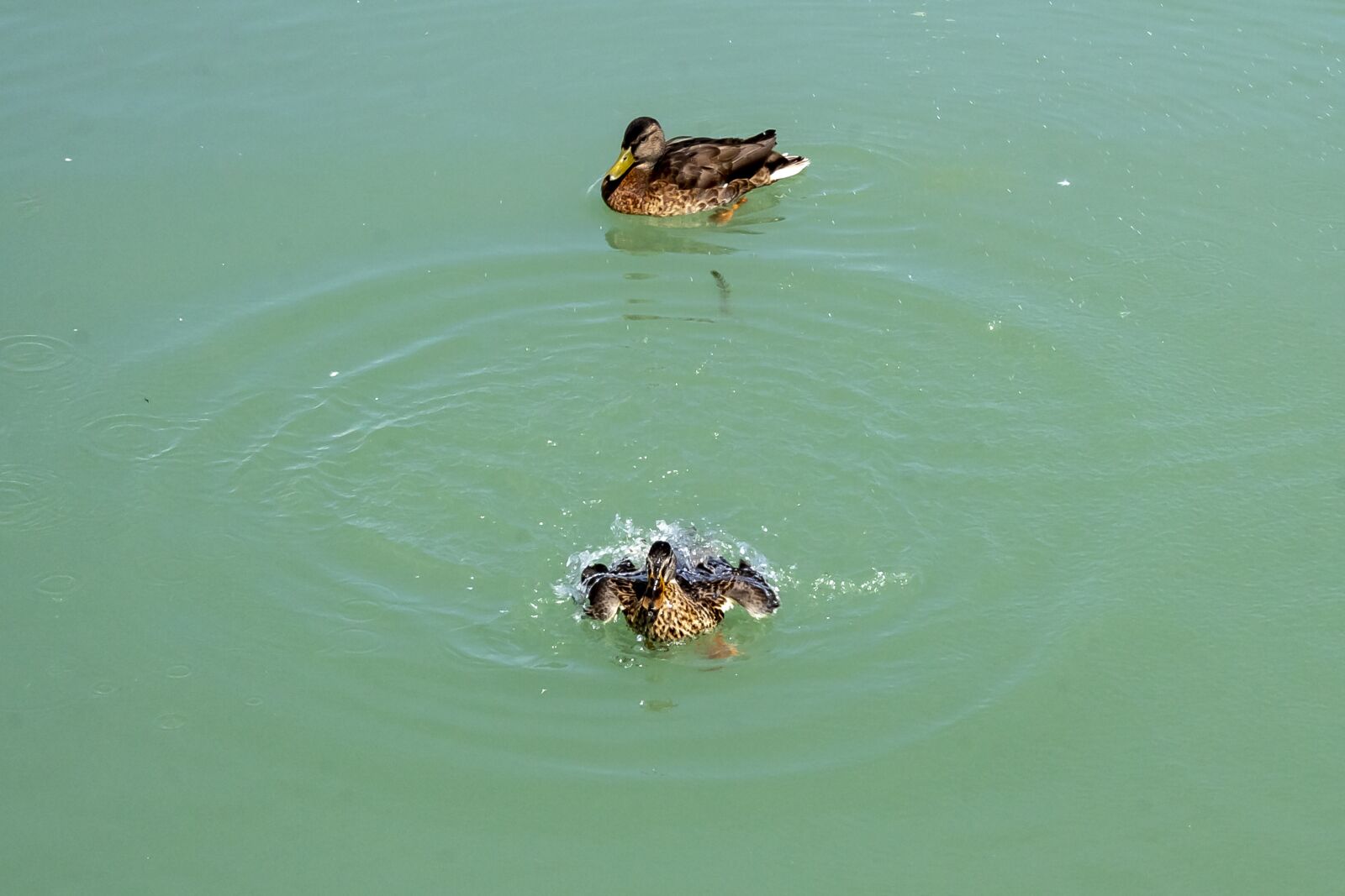 Canon EOS 1300D (EOS Rebel T6 / EOS Kiss X80) sample photo. Duck, wild ducks, teal photography