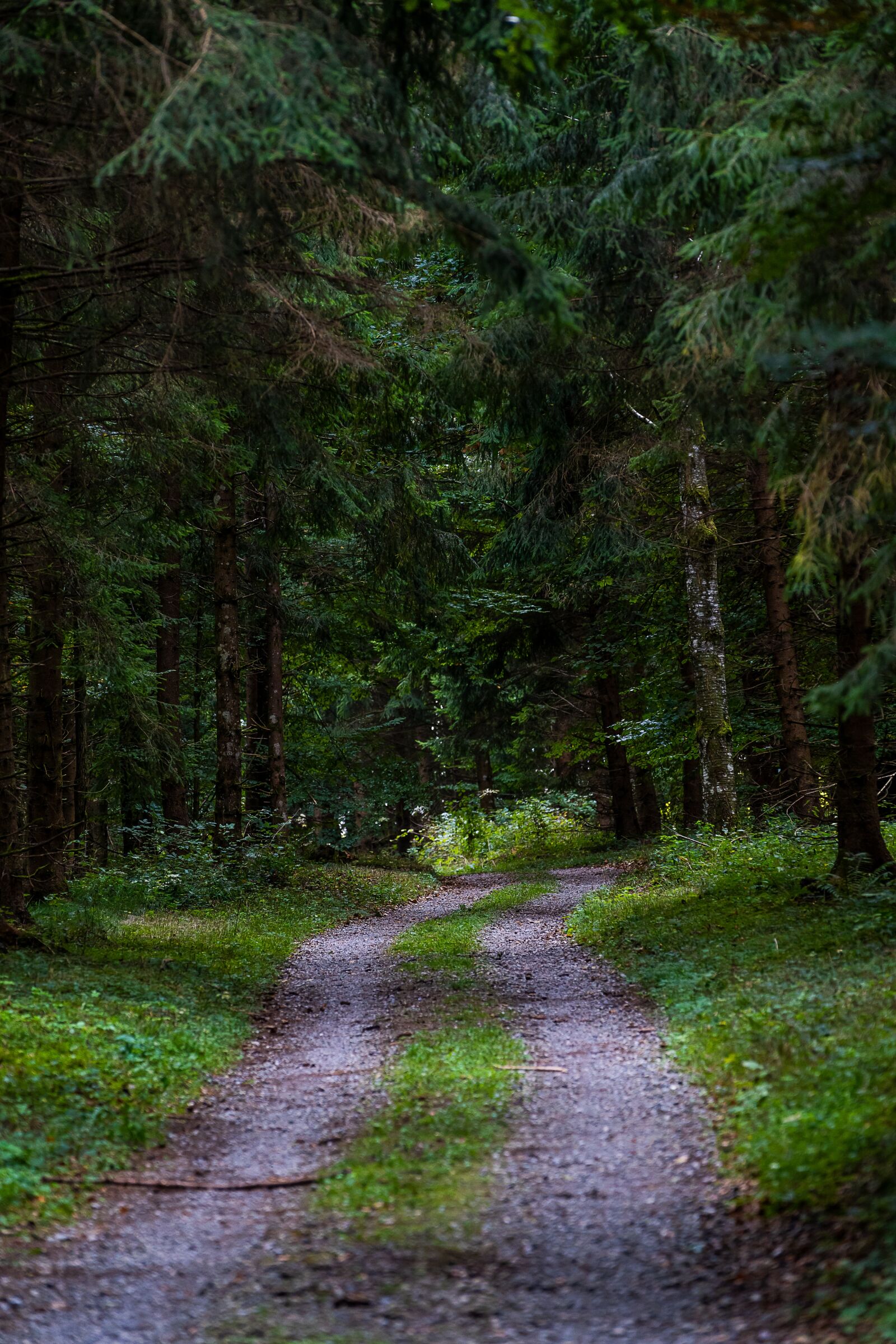 Sony a7 III + Sony FE 70-200mm F4 G OSS sample photo. Forest, away, forest path photography