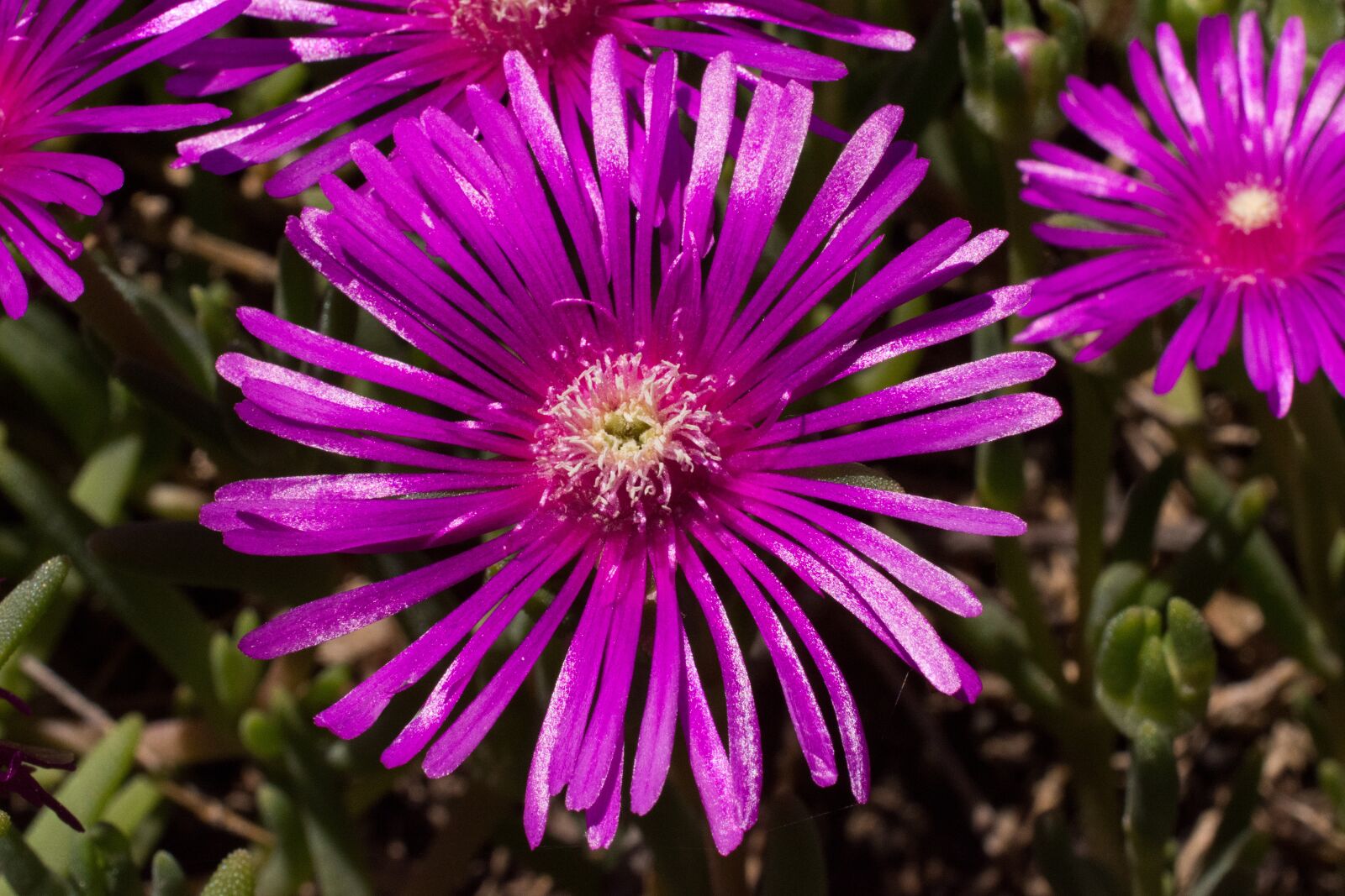 Nikon D7200 sample photo. Flower, purple, green photography