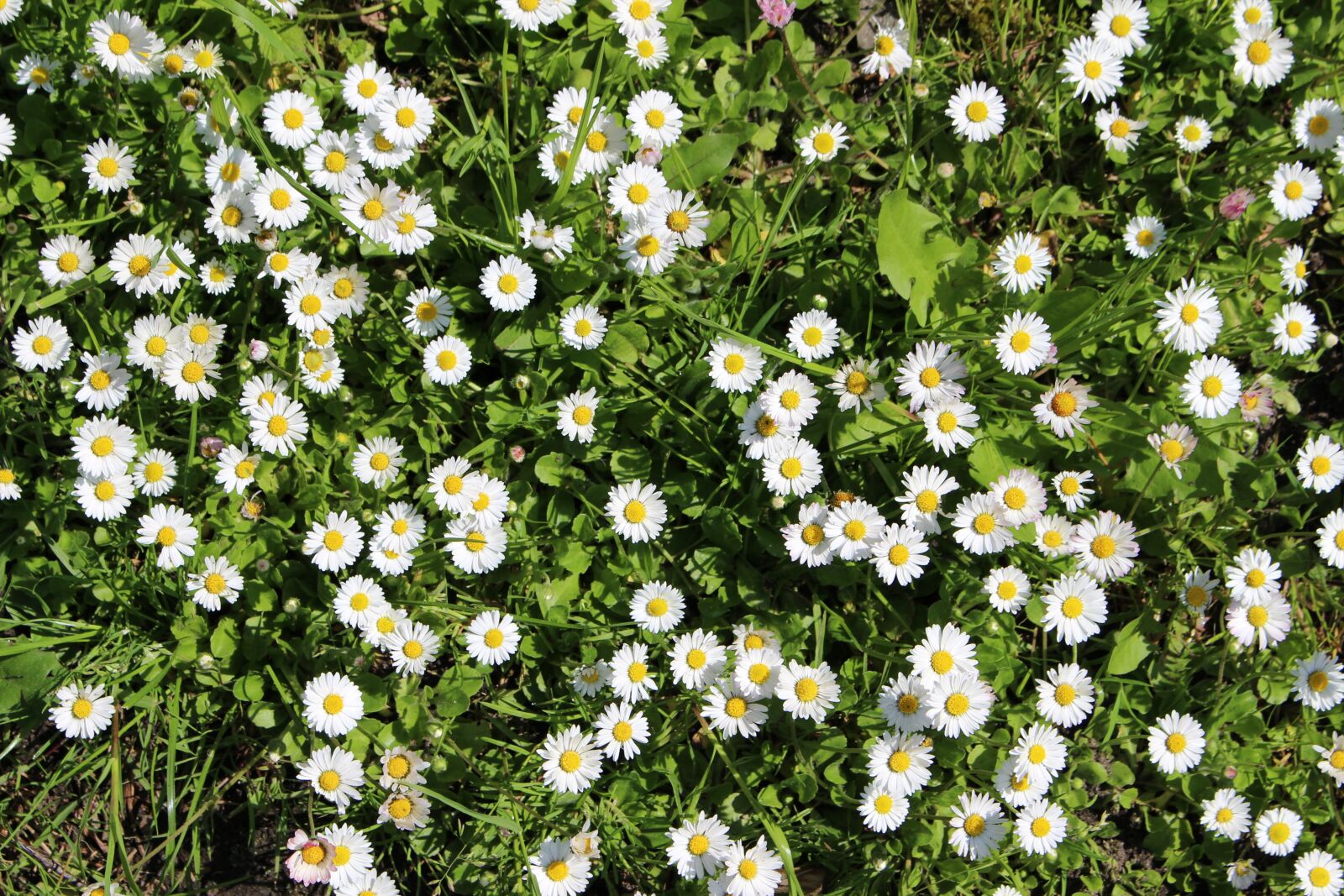 Canon EOS 100D (EOS Rebel SL1 / EOS Kiss X7) sample photo. Daisies, summer, sun photography