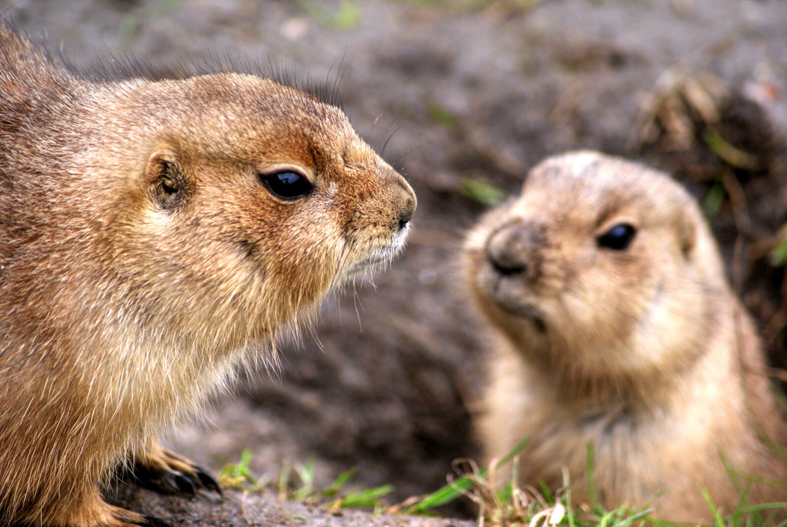 Sony Alpha DSLR-A300 sample photo. Animals, prairie, dogs, rodents photography