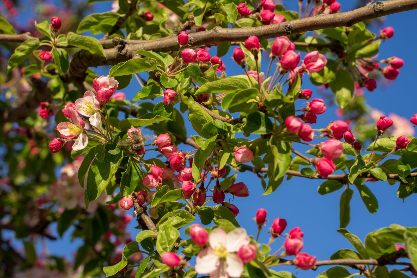 Tamron 28-75mm F2.8 Di III RXD sample photo. Blossom, bloom, cherry blossom photography