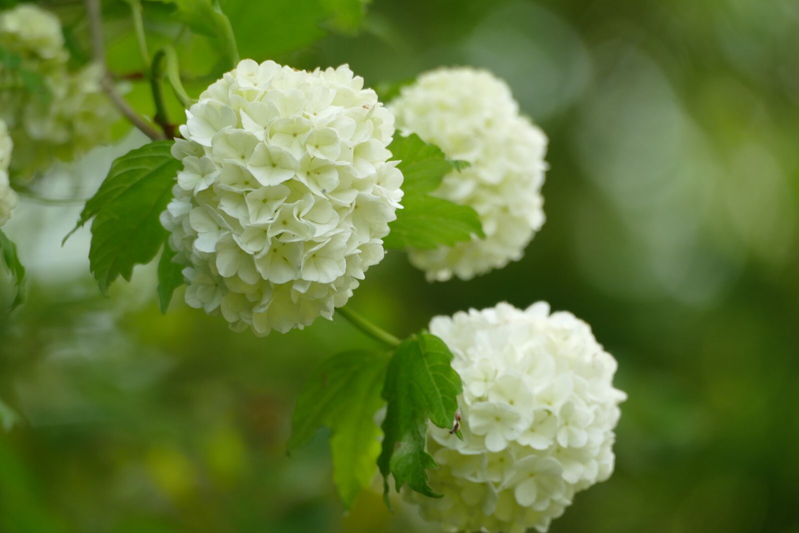 Panasonic Lumix DMC-FZ1000 sample photo. Snowball, viburnum, shrub photography