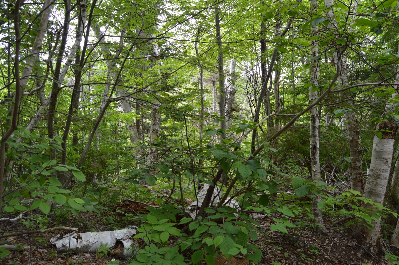 Nikon D3200 sample photo. East coast, rain forest photography
