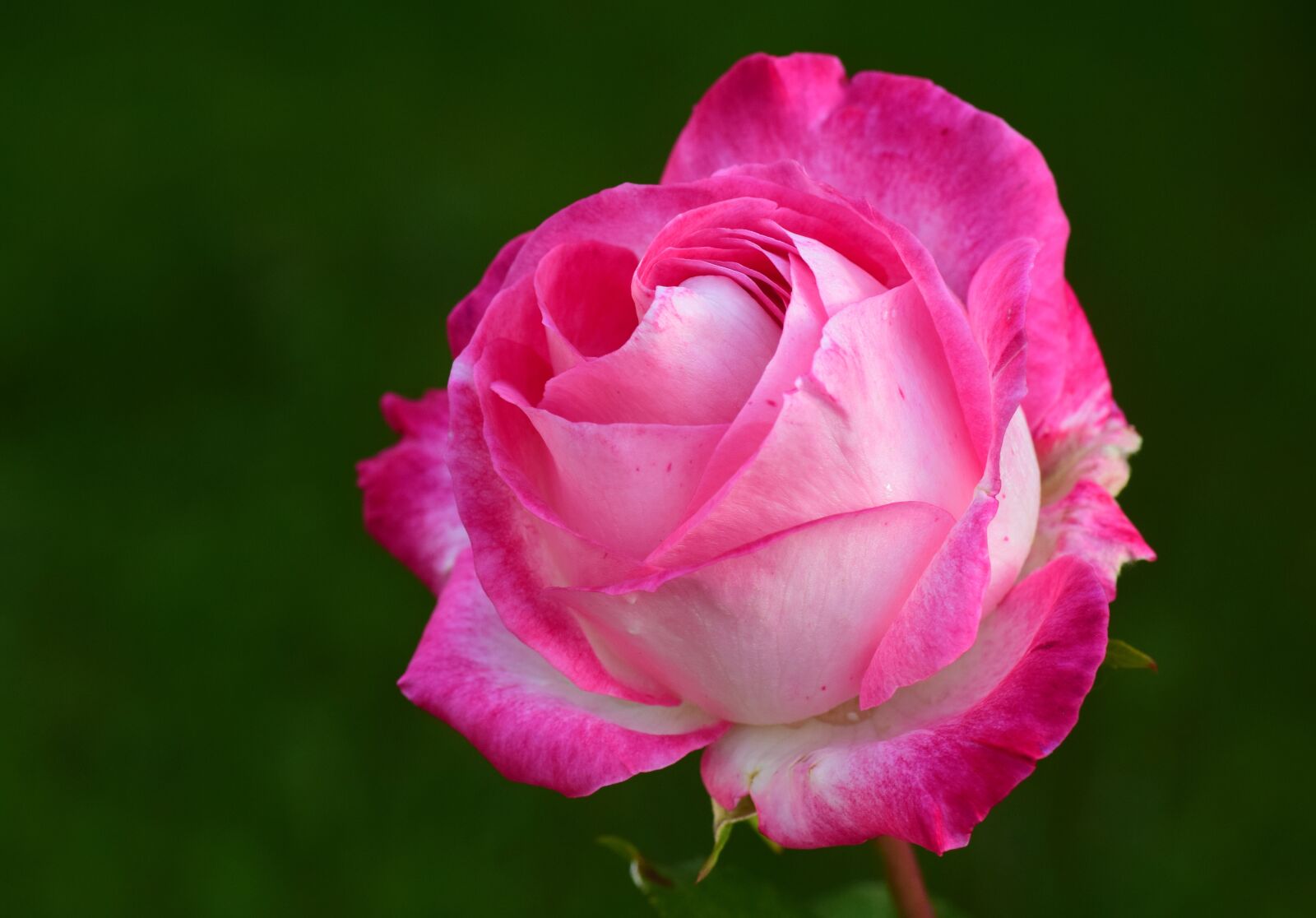 Nikon D3300 sample photo. Rose, pink, pink rose photography