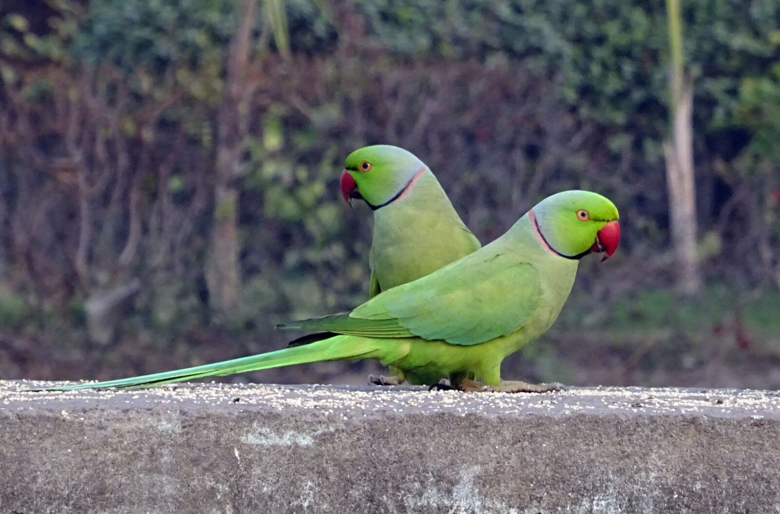 Sony DSC-HX60V sample photo. Bird, parakeet, green photography