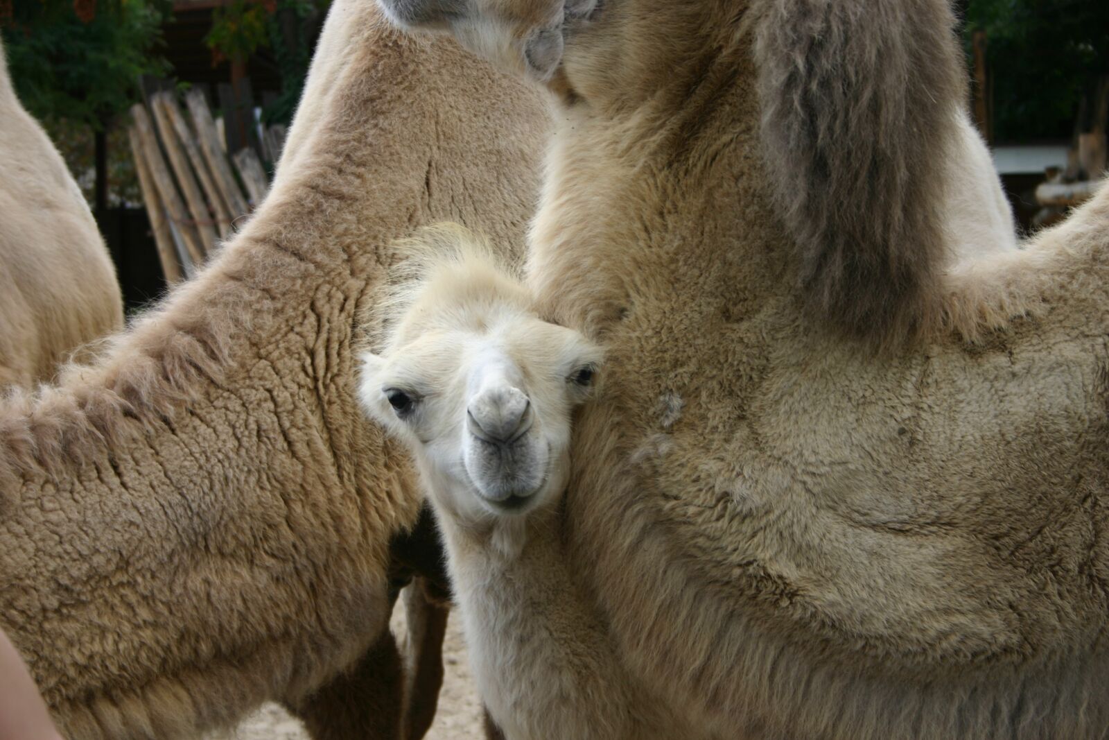 Canon EOS 300D (EOS Digital Rebel / EOS Kiss Digital) sample photo. Camel, animal, mammals photography