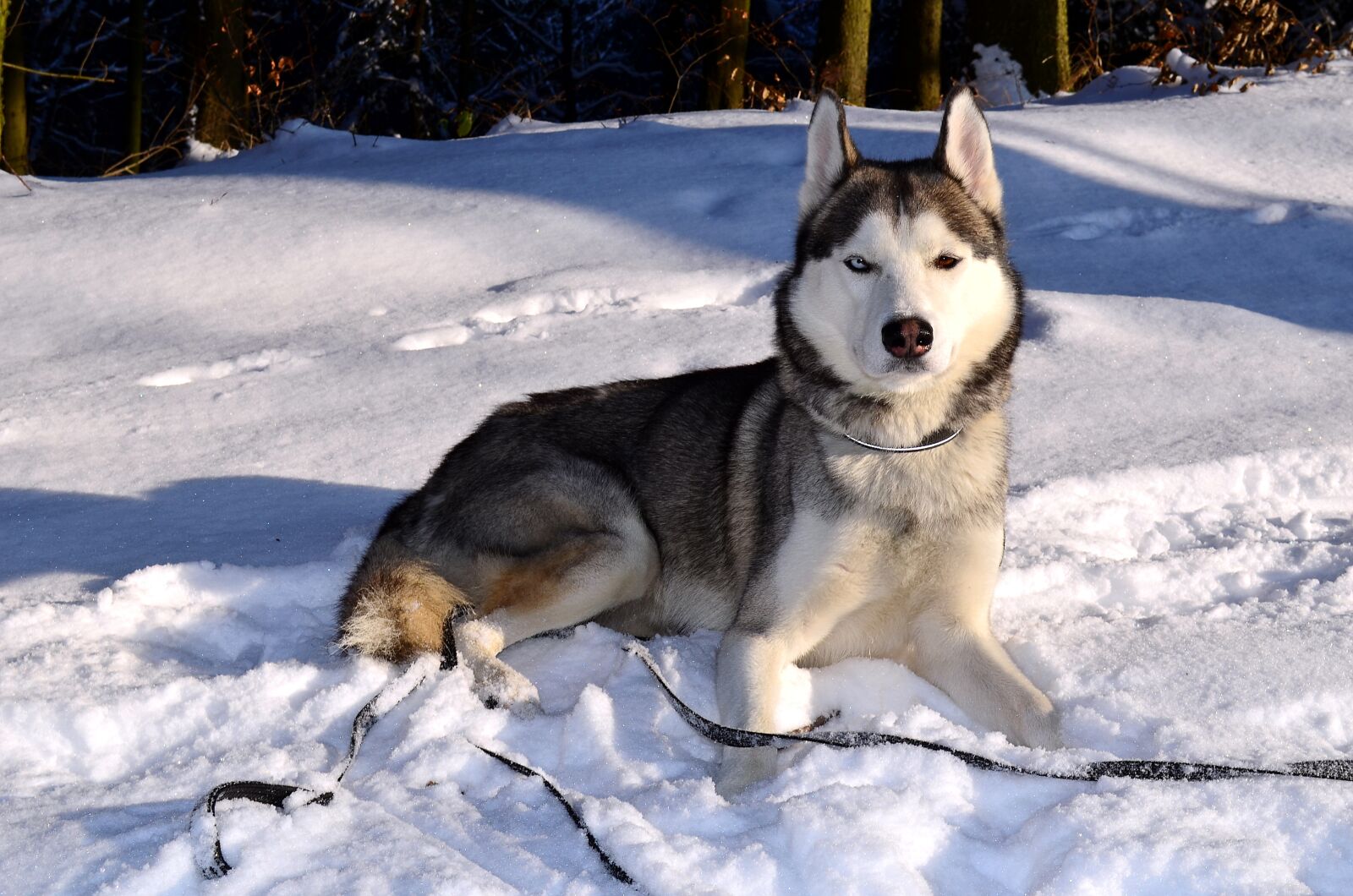 Nikon D5100 sample photo. Husky, dog, siberian husky photography