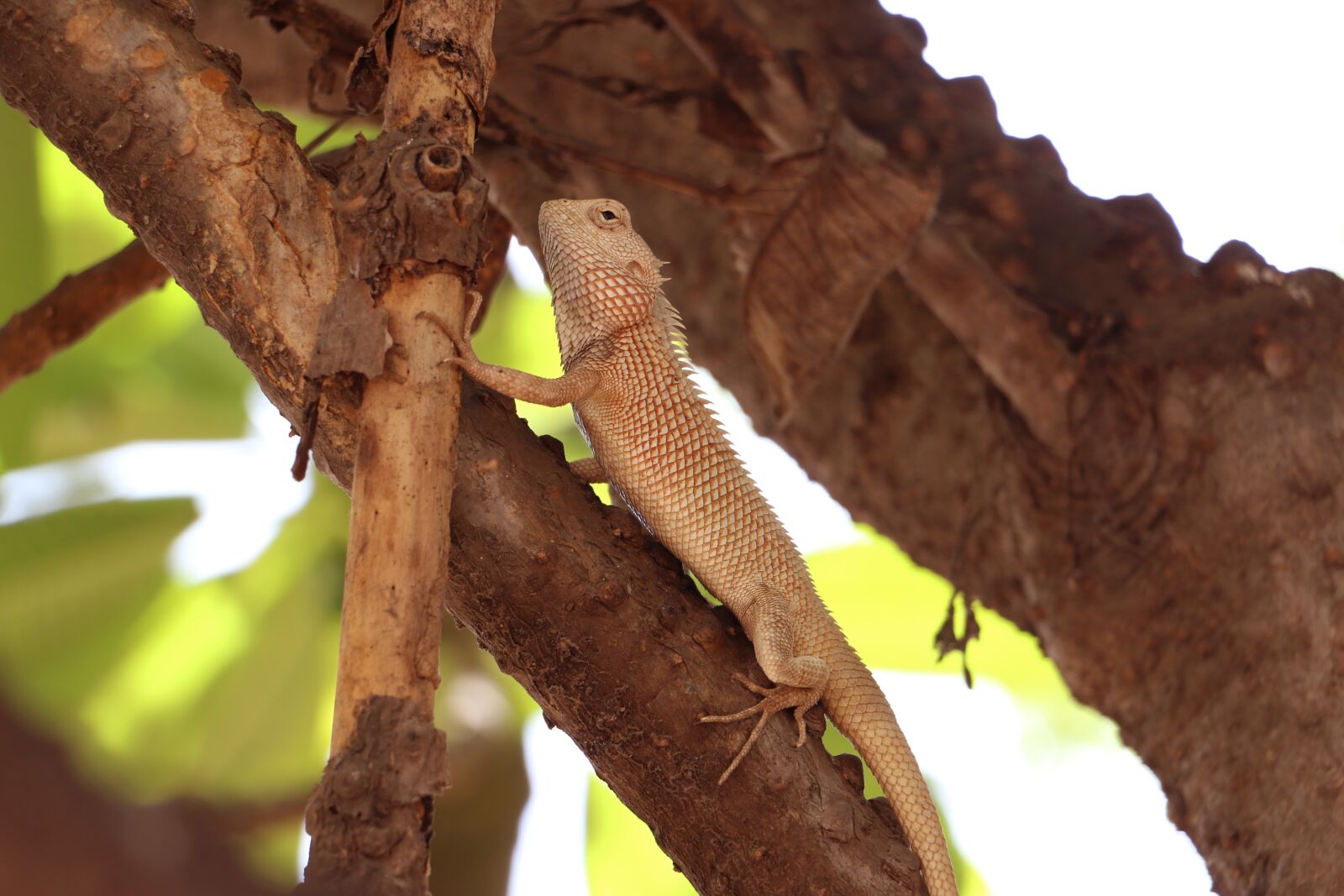 Canon EOS 70D sample photo. Reptile, animals, nature photography
