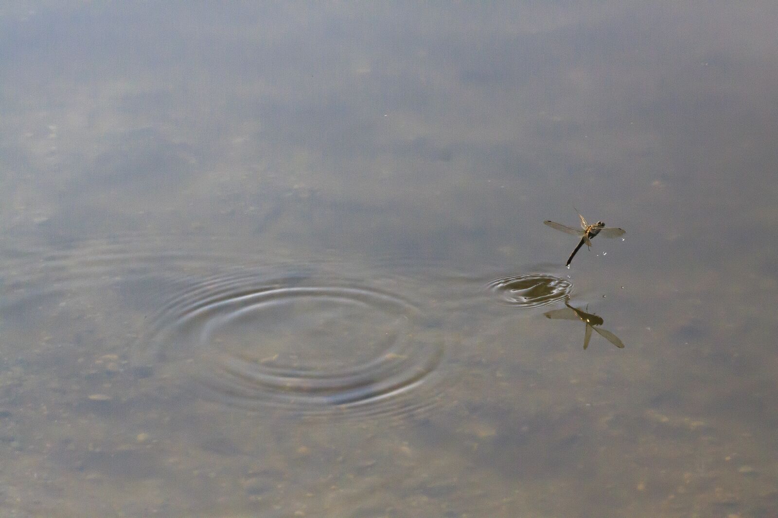 Canon EOS 50D sample photo. Dragonfly, odonata, wedding dance photography