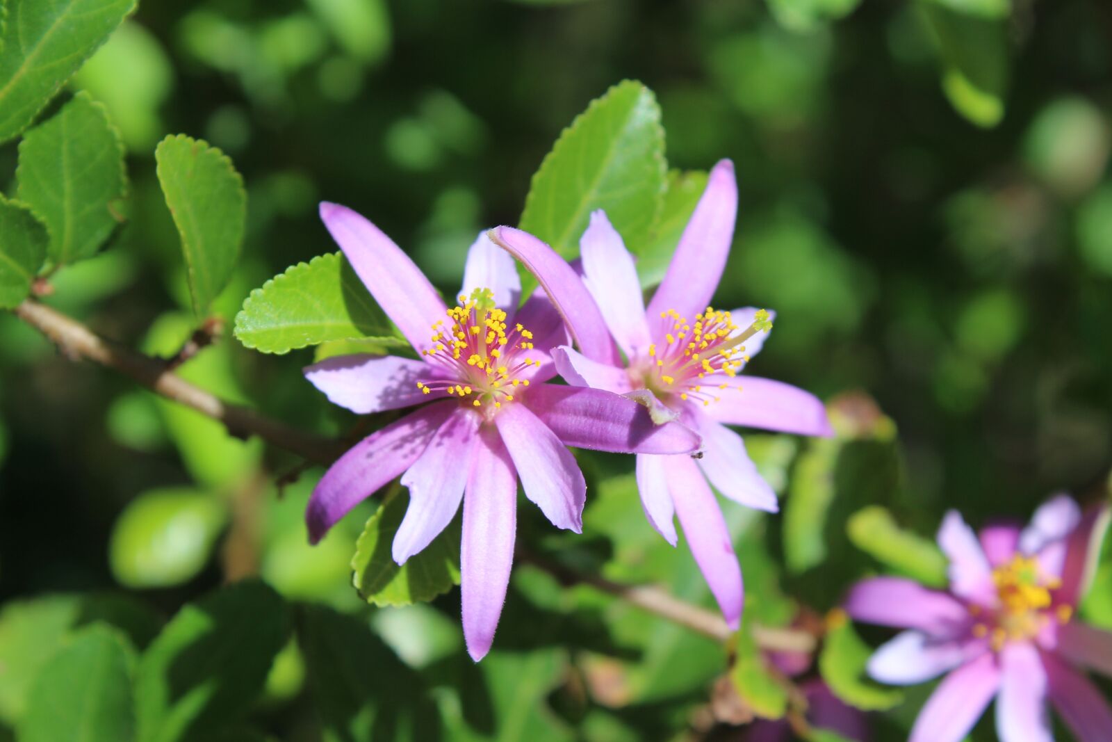 Canon EOS 1200D (EOS Rebel T5 / EOS Kiss X70 / EOS Hi) sample photo. Nature, flora, flower photography