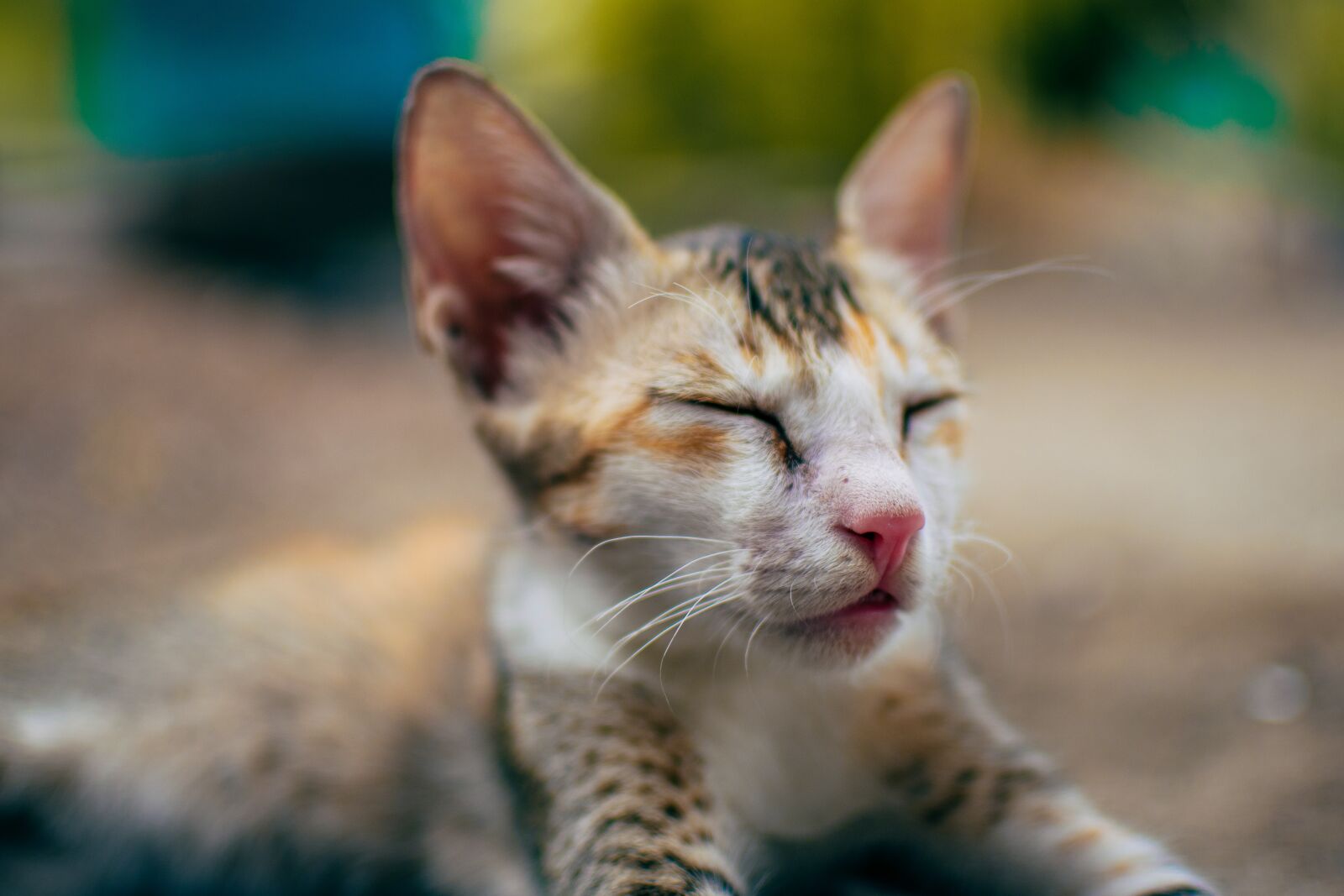 Nikon D7500 sample photo. Cat, sleeping, pet photography