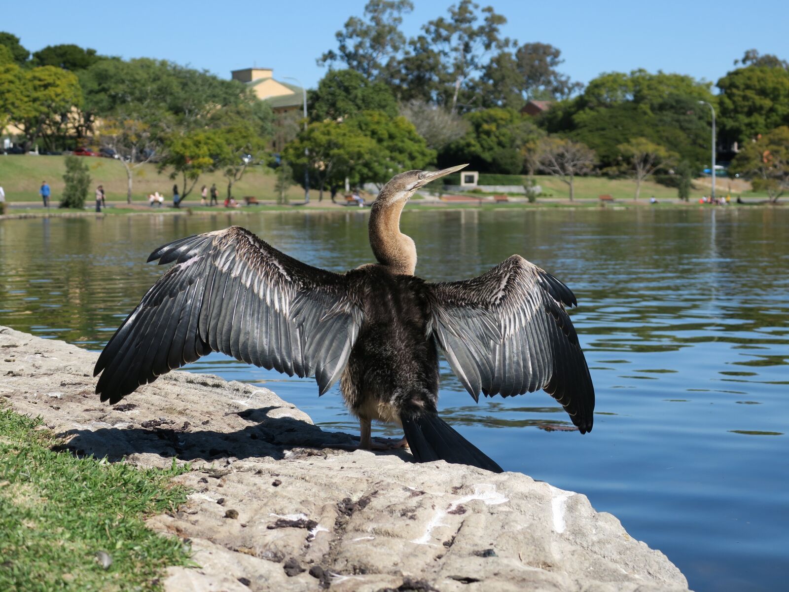 Canon PowerShot G3 X sample photo. Snakebird, wildlife, australian darter photography