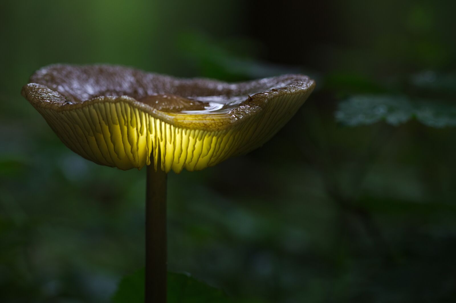 Canon EOS 600D (Rebel EOS T3i / EOS Kiss X5) sample photo. Nature, mushroom, close up photography