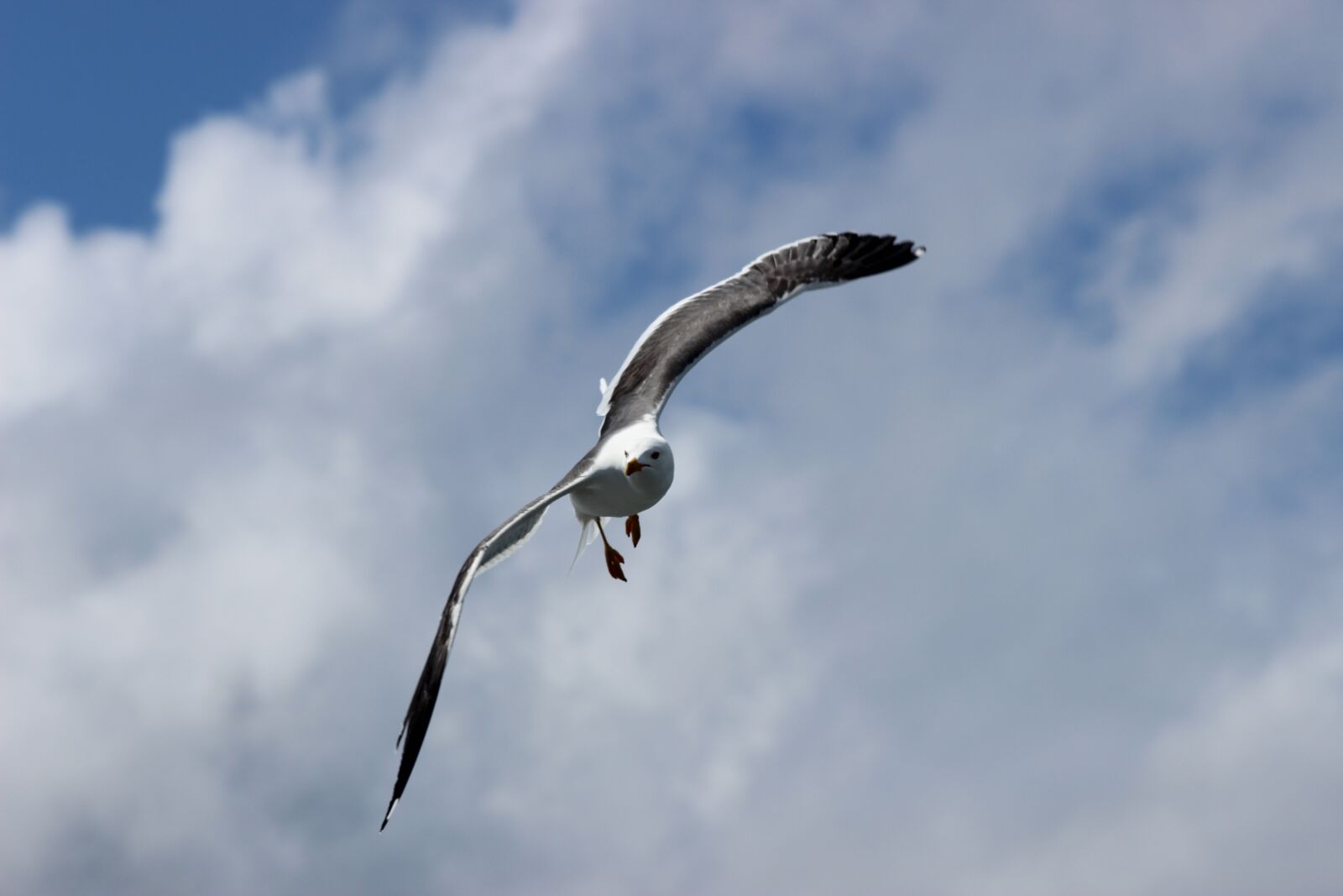 Canon EF 70-300mm F4-5.6 IS USM sample photo. Seagull, west frisian, air photography