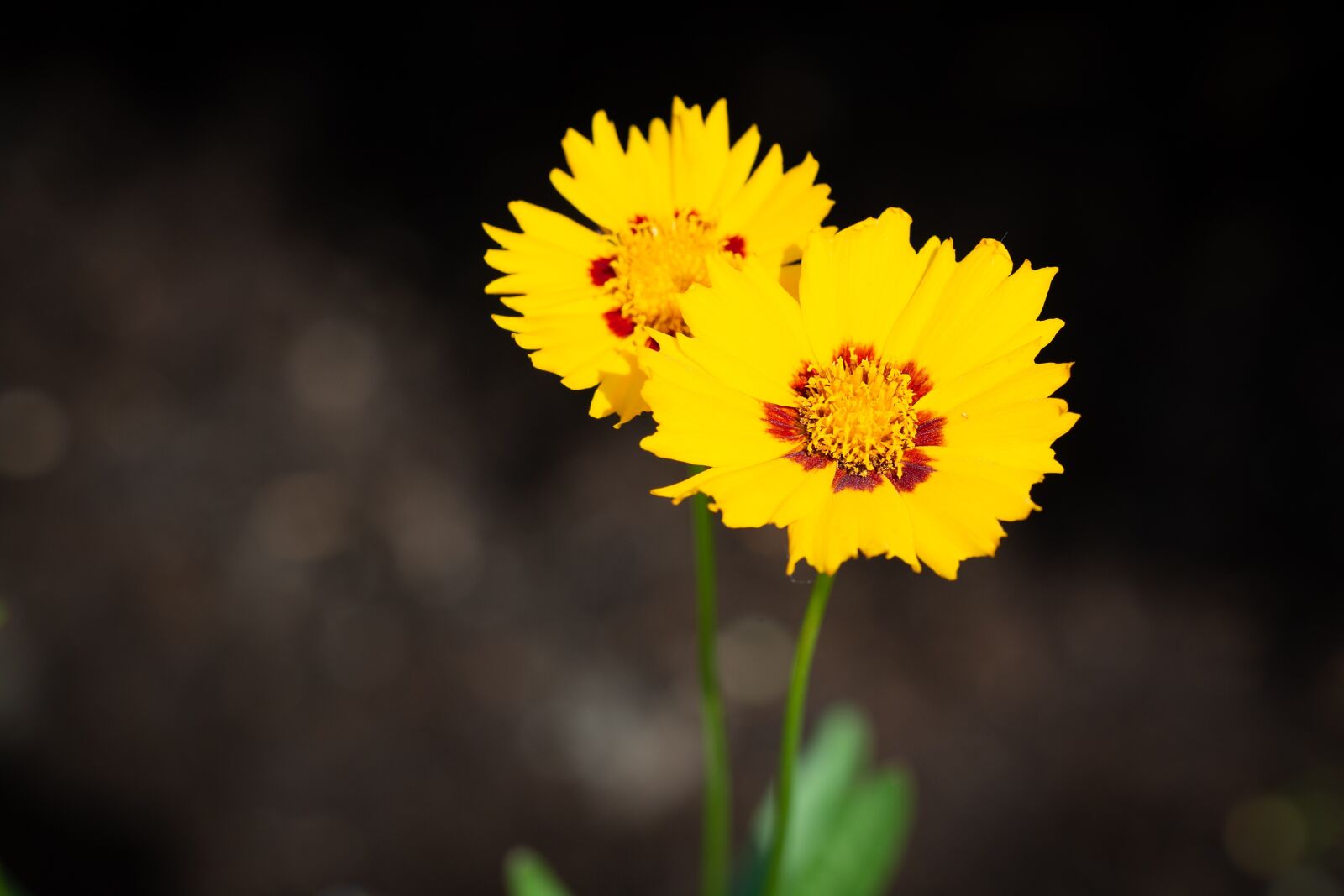 Nikon D7100 sample photo. Flowers, yellow, yellow flowers photography