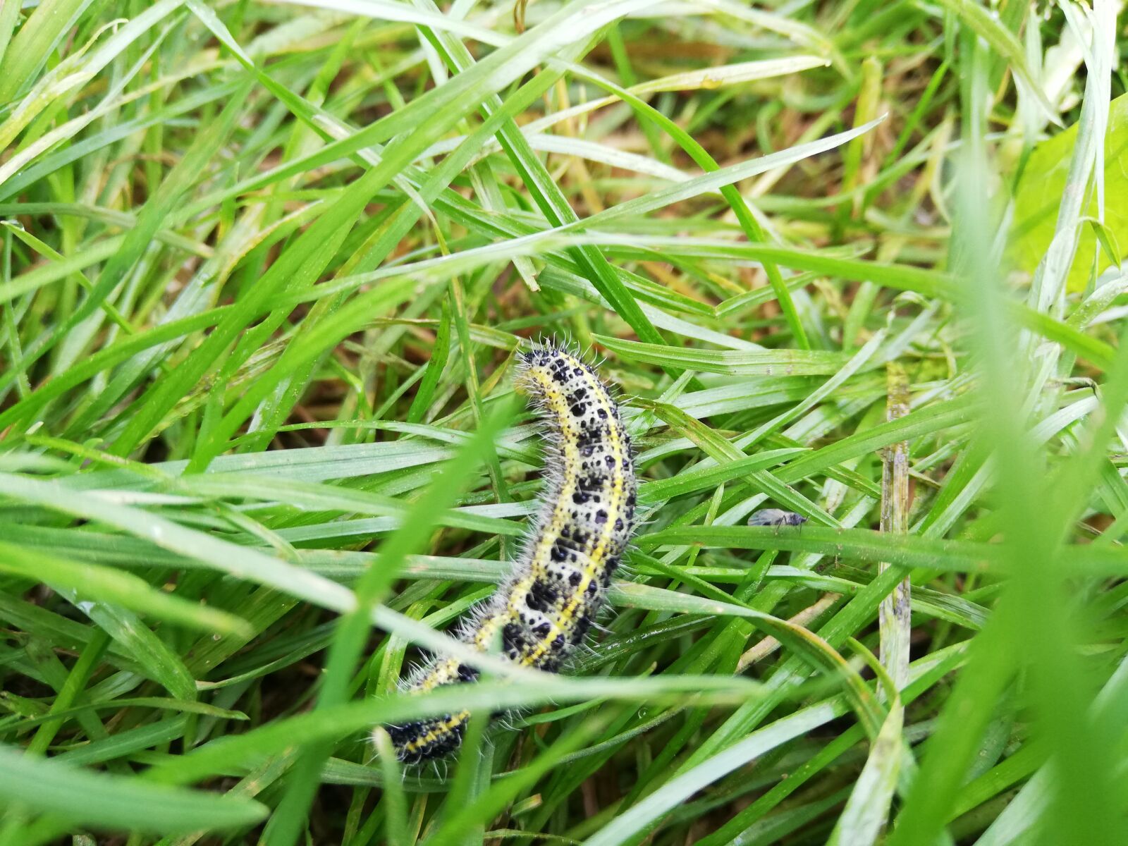 HUAWEI ANE-LX1 sample photo. Caterpillar, grass, greens photography
