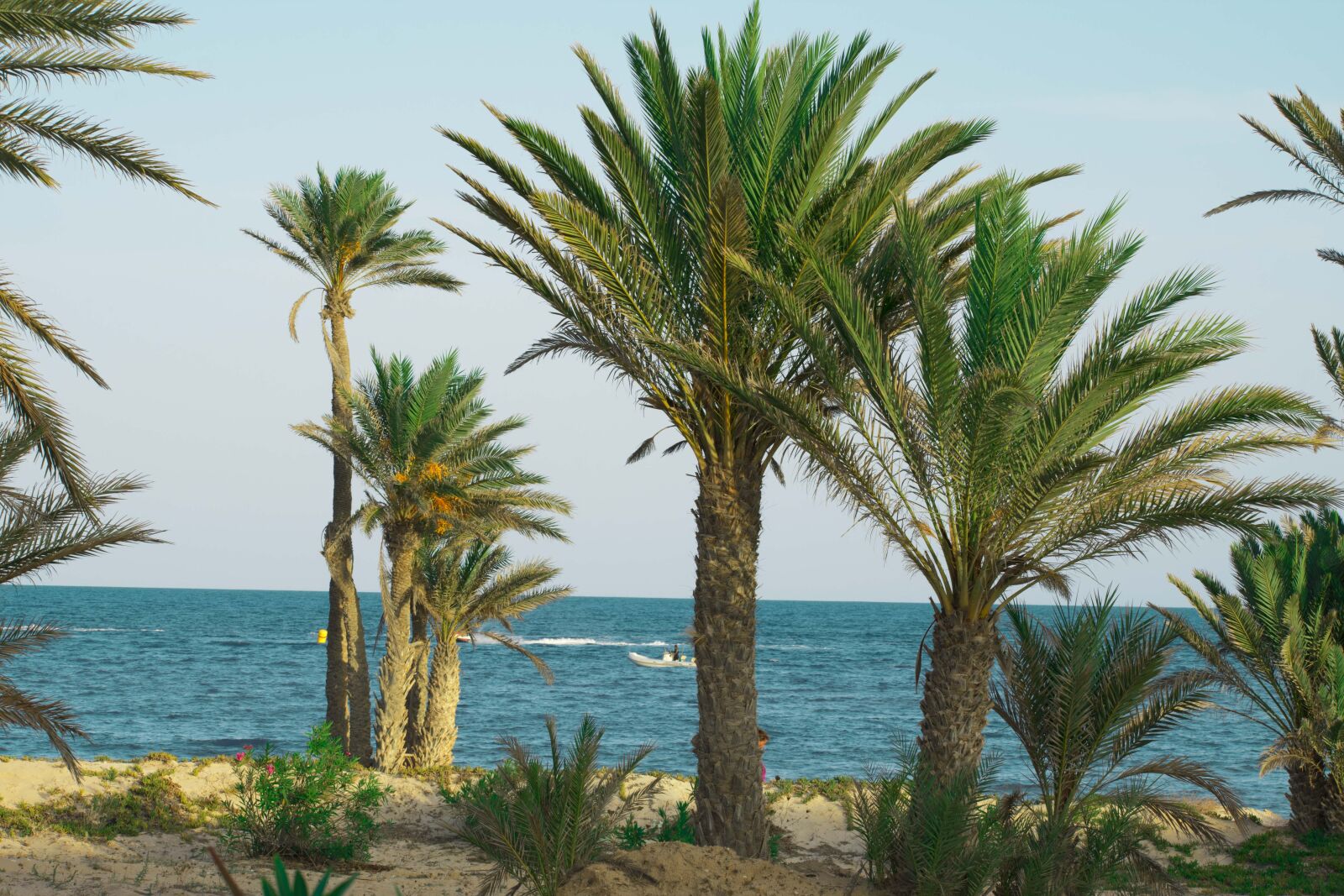 Nikon D3400 sample photo. Palms, sand, sea, seaside photography