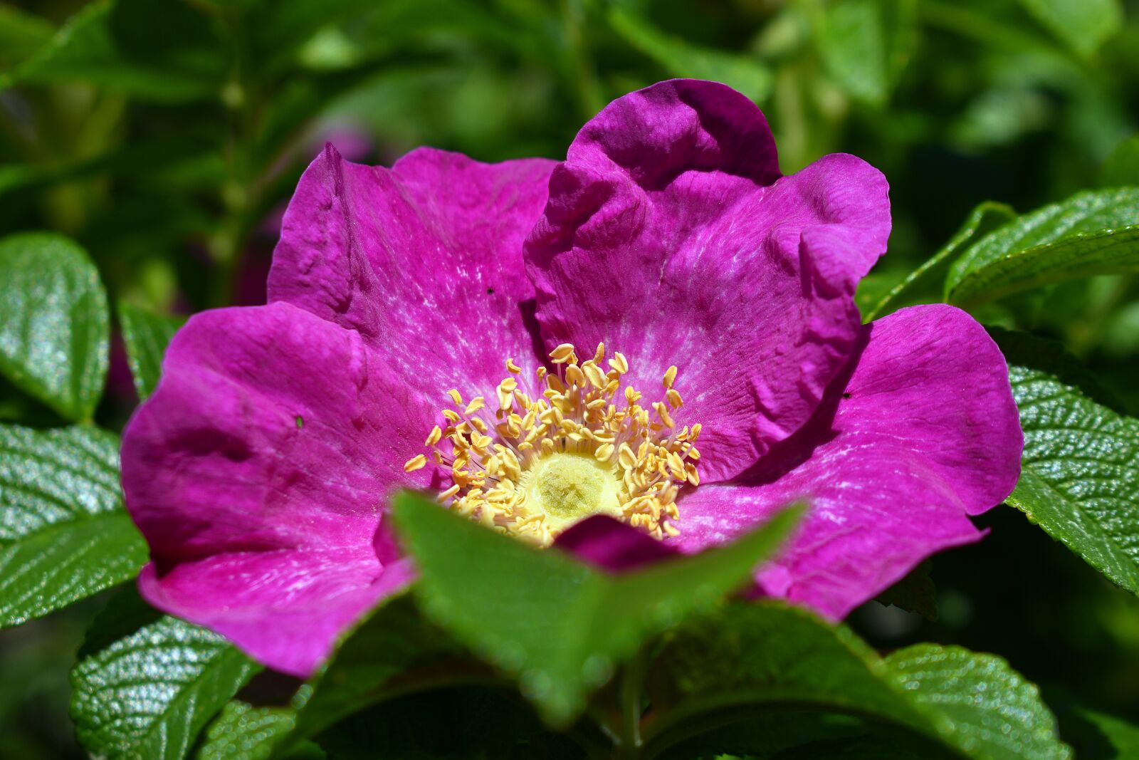 Nikon D3400 sample photo. Flower, flowers, spring photography