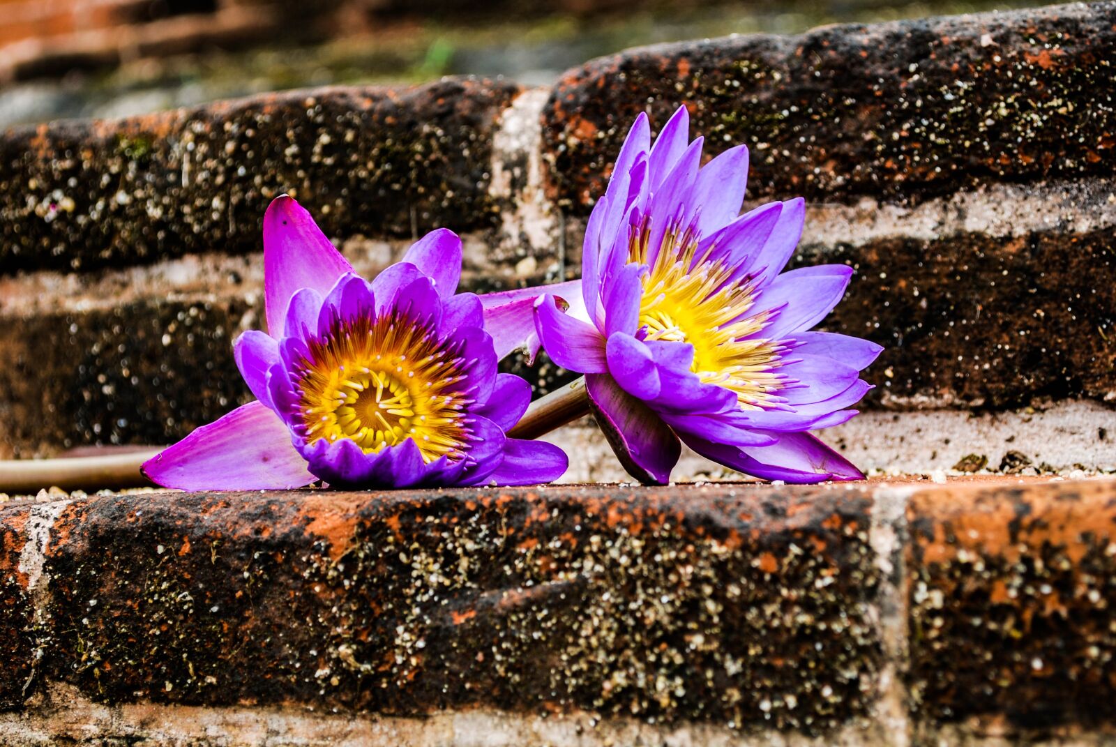 Nikon D60 sample photo. Waterlily, flower, sri lanka photography