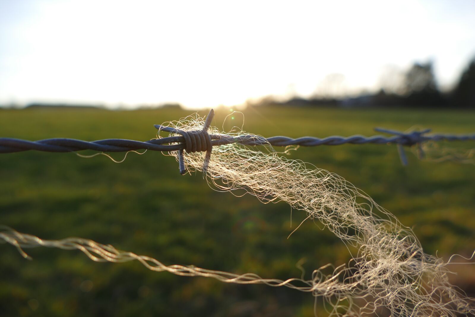 Panasonic Lumix DMC-FZ1000 sample photo. Barbed wire, fence, wire photography