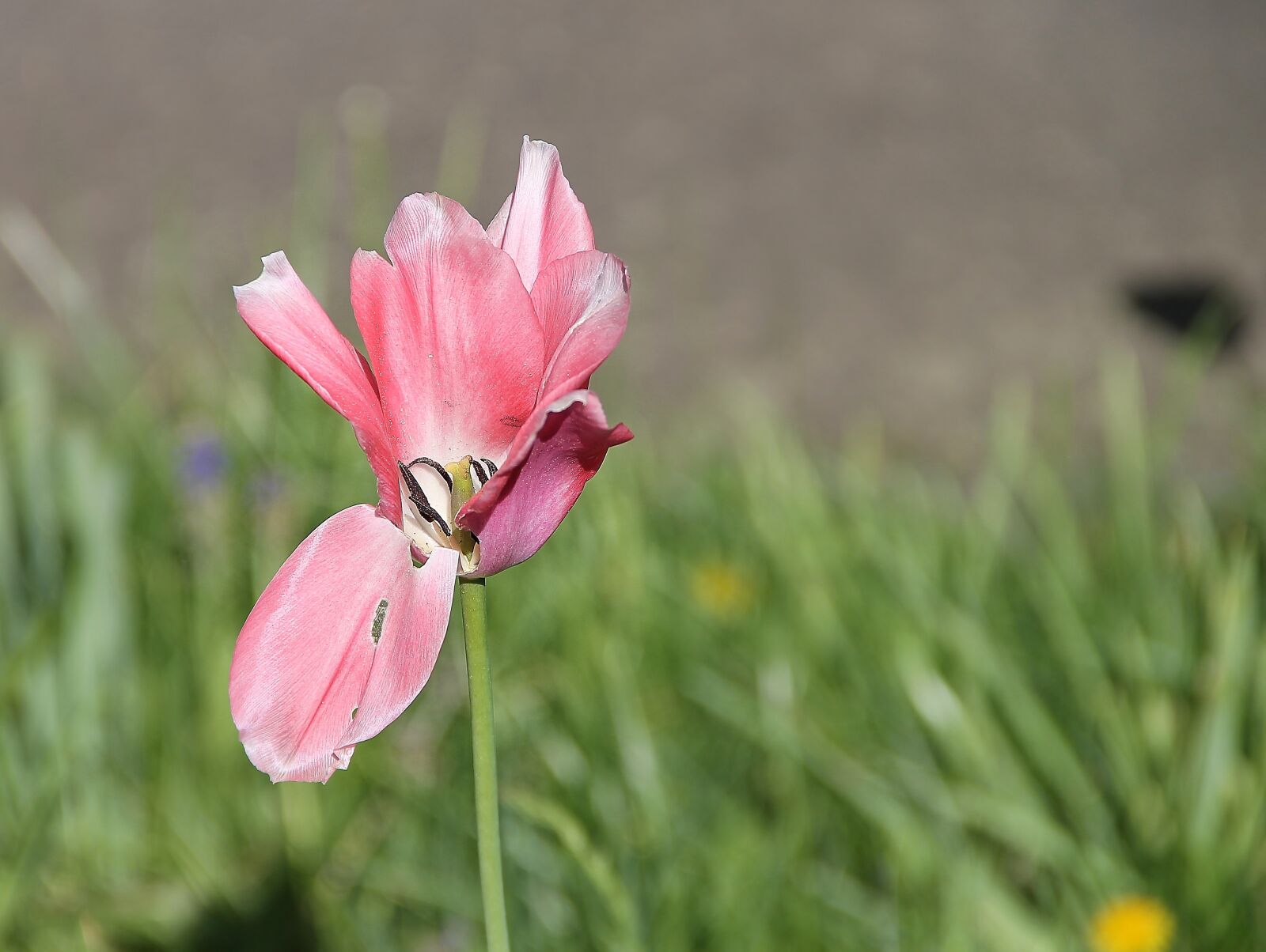 Canon EOS 1100D (EOS Rebel T3 / EOS Kiss X50) sample photo. Tulip, open, insight photography