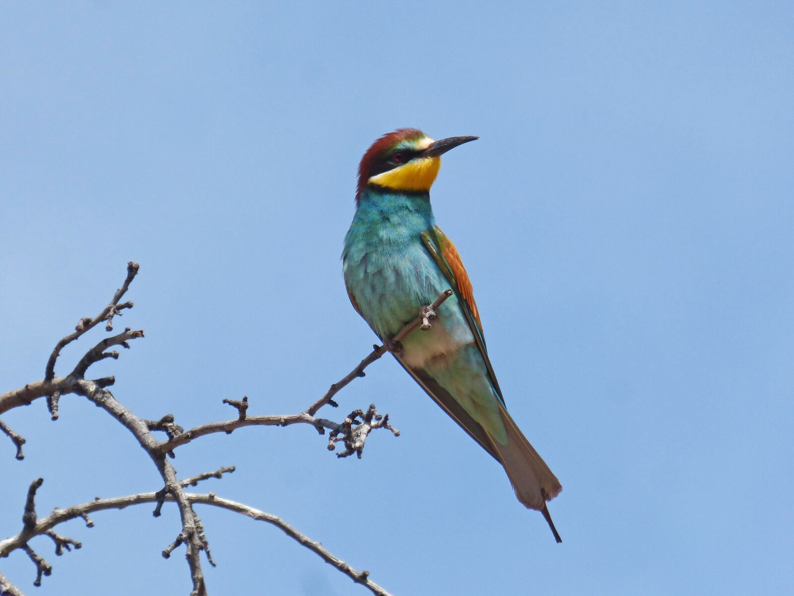 Panasonic DMC-FZ62 sample photo. Bee-eater, abellerol, bird photography