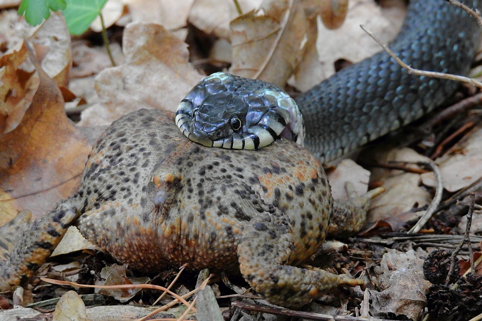 Nikon Coolpix P900 sample photo. Snake, forest, gad photography