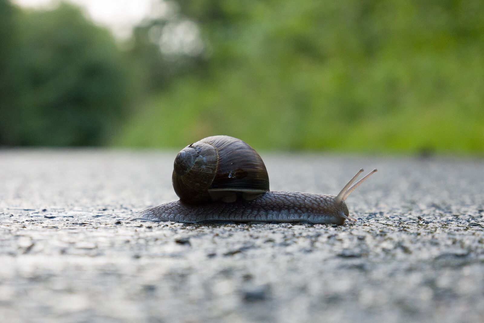 Leica CL sample photo. Snail, shell, crawl photography