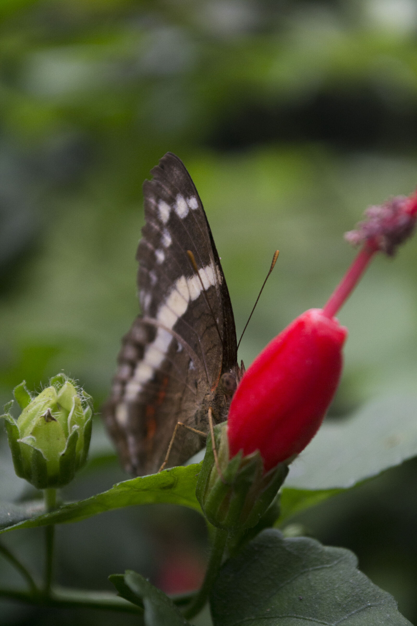 Nikon D3100 sample photo