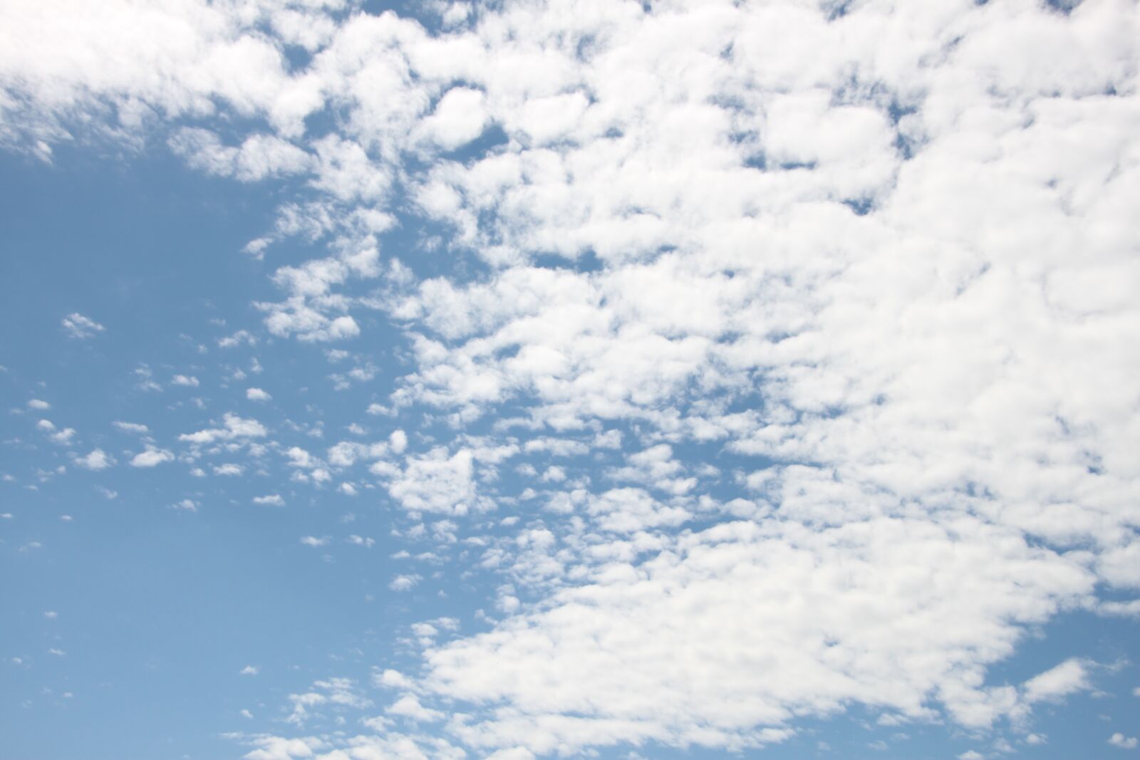 Canon EOS 500D (EOS Rebel T1i / EOS Kiss X3) sample photo. Sheep-cloud, sky, blue photography