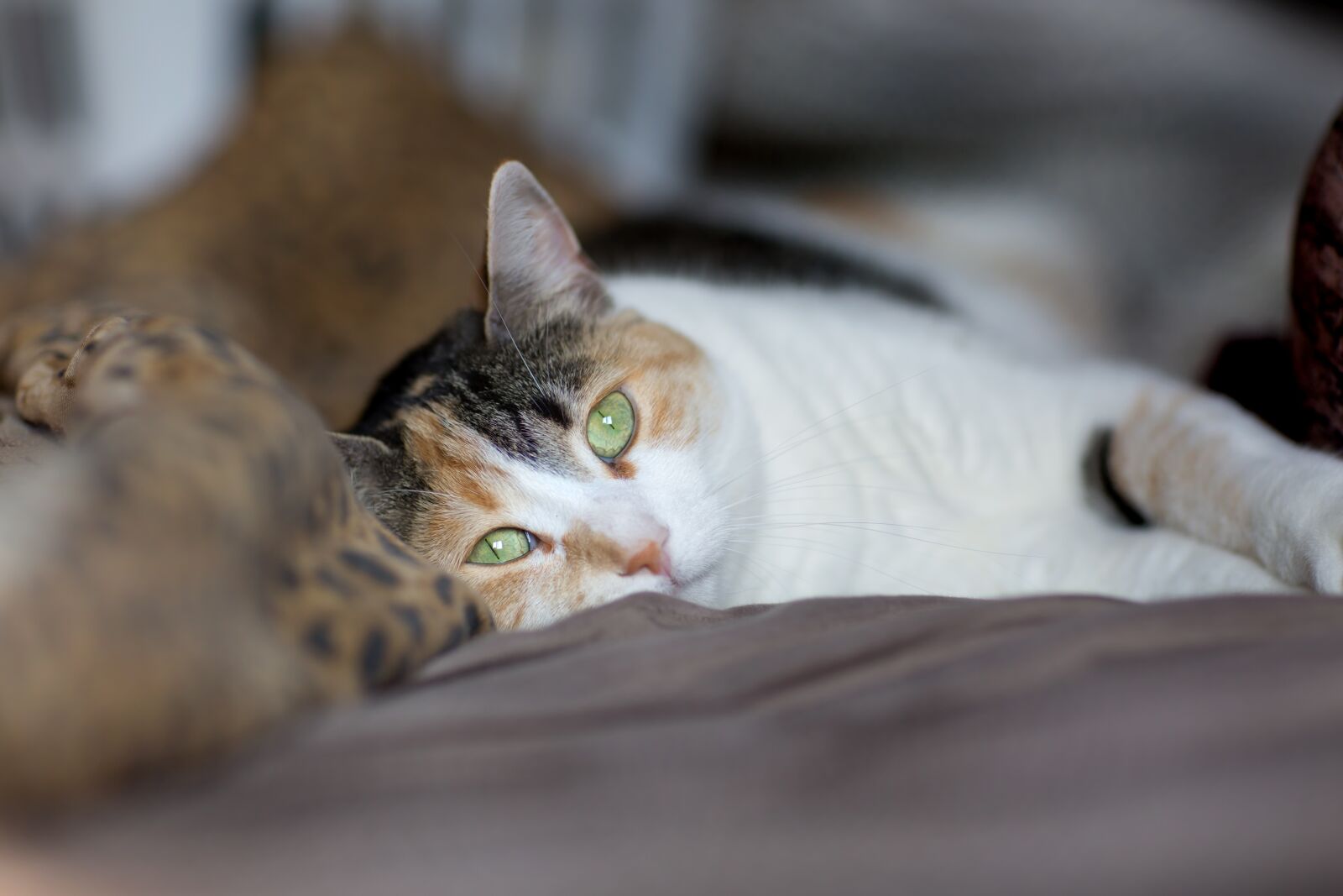 Canon EF 85mm F1.2L II USM sample photo. Cat, feline, animal photography