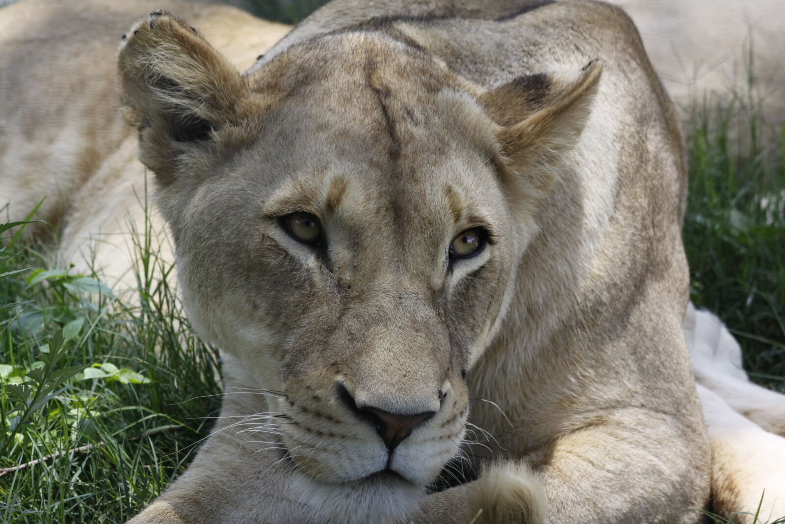 Canon EOS 50D sample photo. Mammal, lion, animal world photography