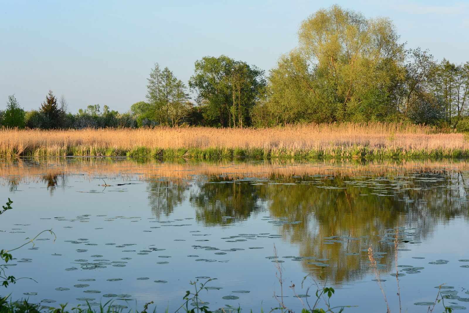 Nikon D5200 sample photo. Lake, water, cane photography