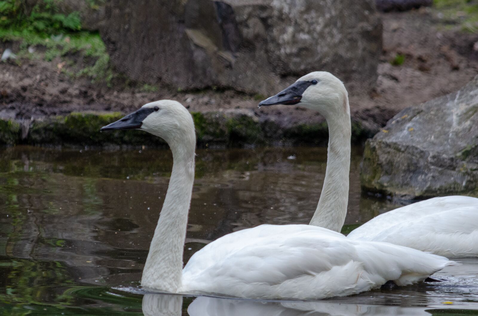Nikon D5100 sample photo. Bird, water, plumage photography