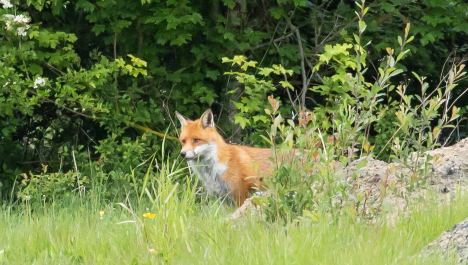 Canon EOS 5D Mark III sample photo. Fox, wild fox, healthy photography