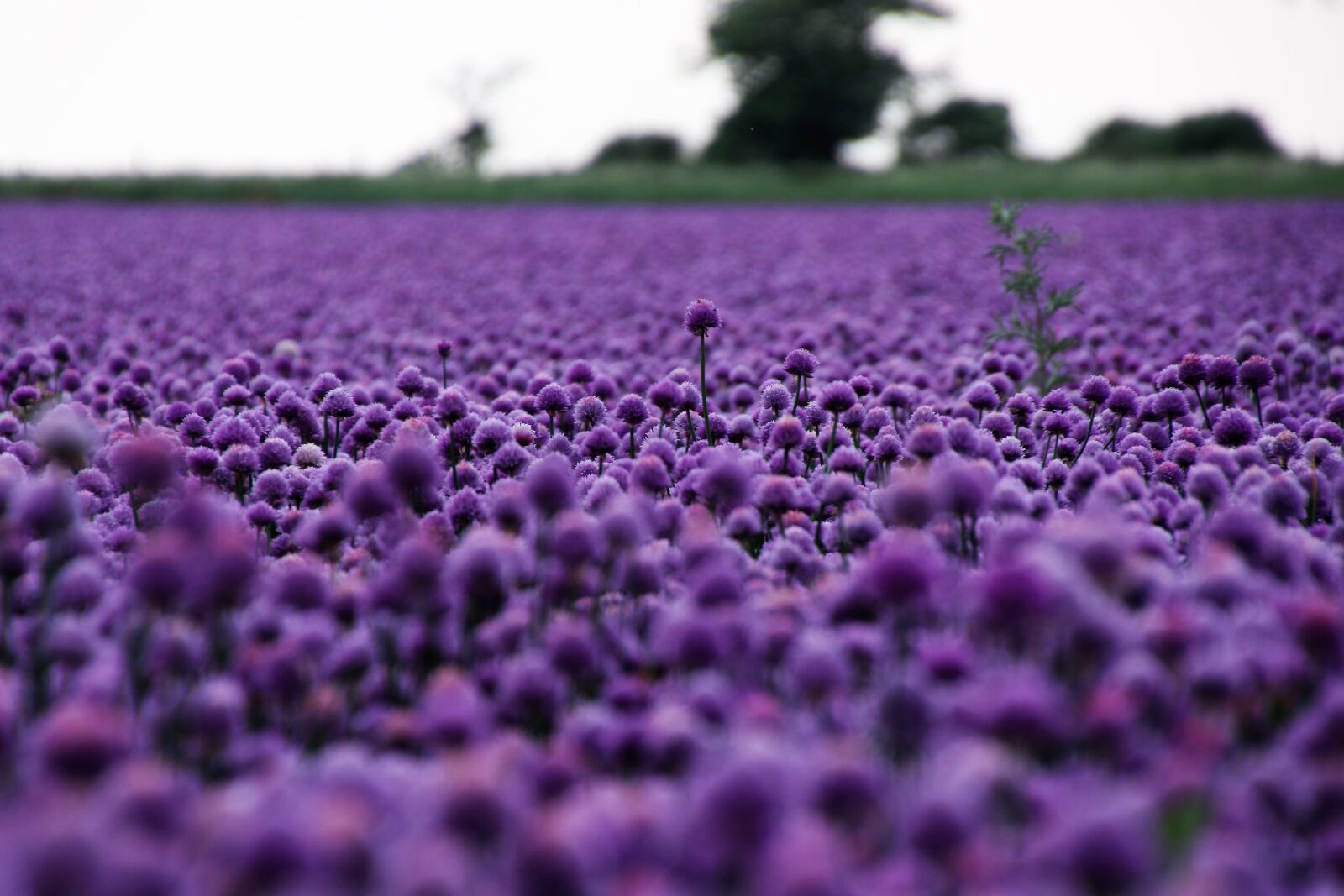 Canon EOS 7D Mark II sample photo. Flower, field, flowers, garden photography