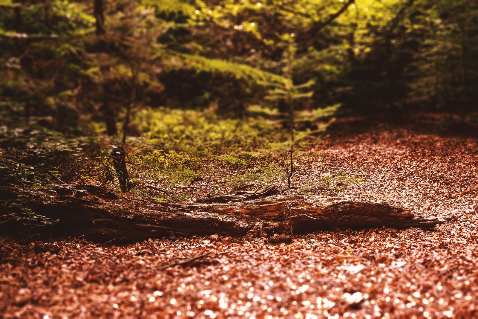 Nikon D3100 sample photo. Forest, color, nature photography