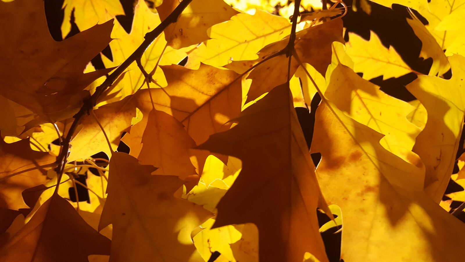 Samsung Galaxy S6 sample photo. Fall, leaf, maple photography