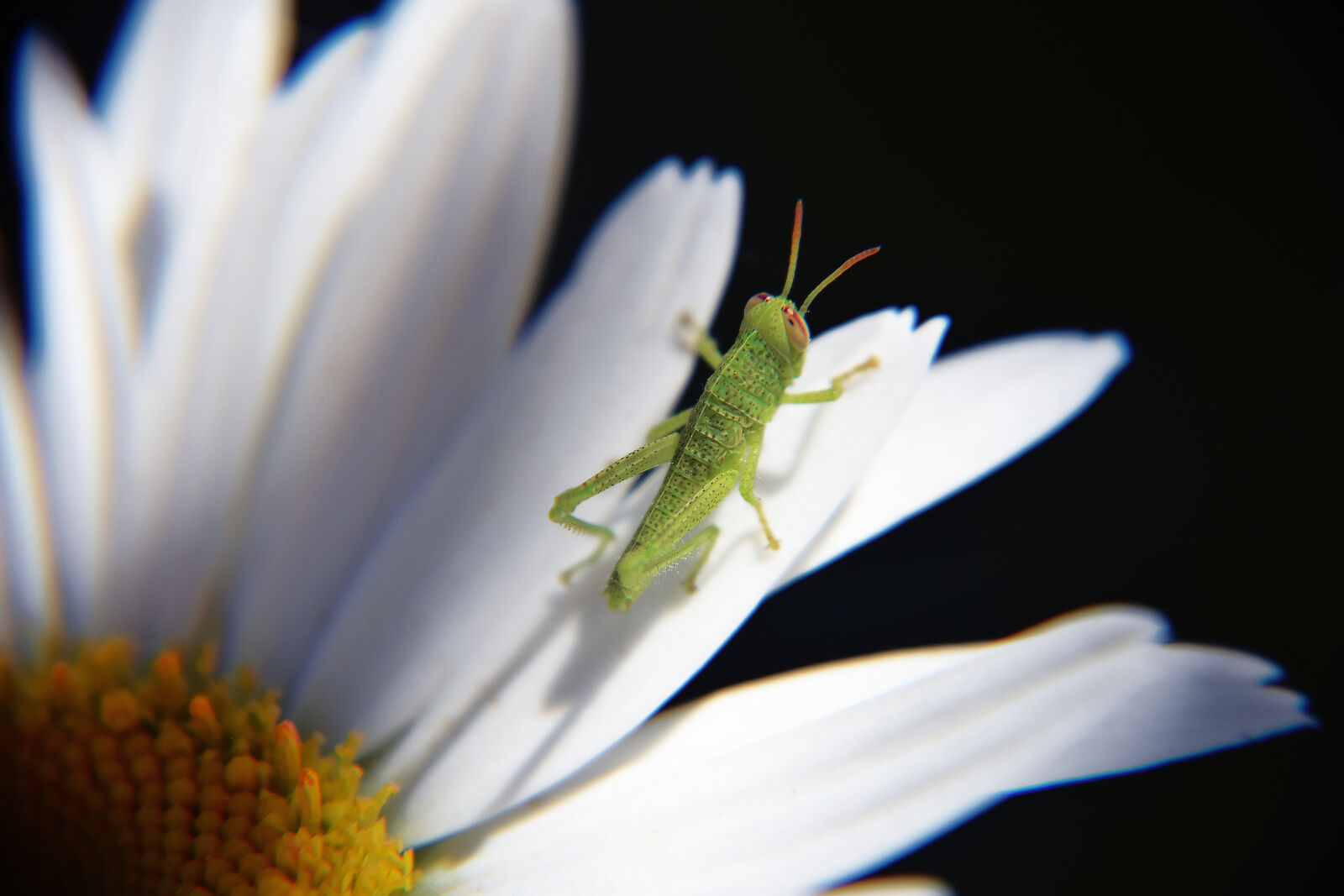 Nikon D3300 + AF Nikkor 24mm f/2.8 sample photo. Nature, flower, insect, macro photography